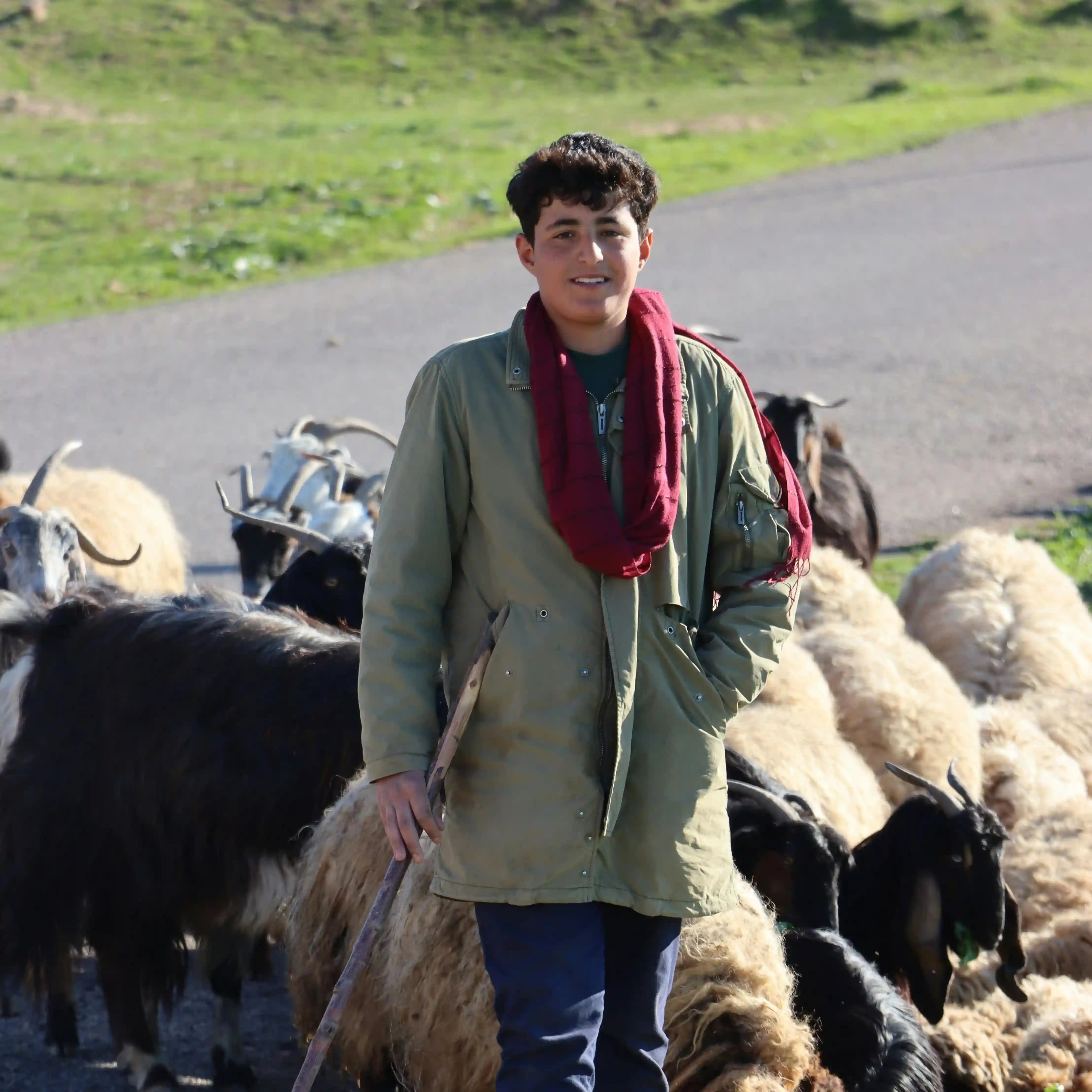 Livestock Management